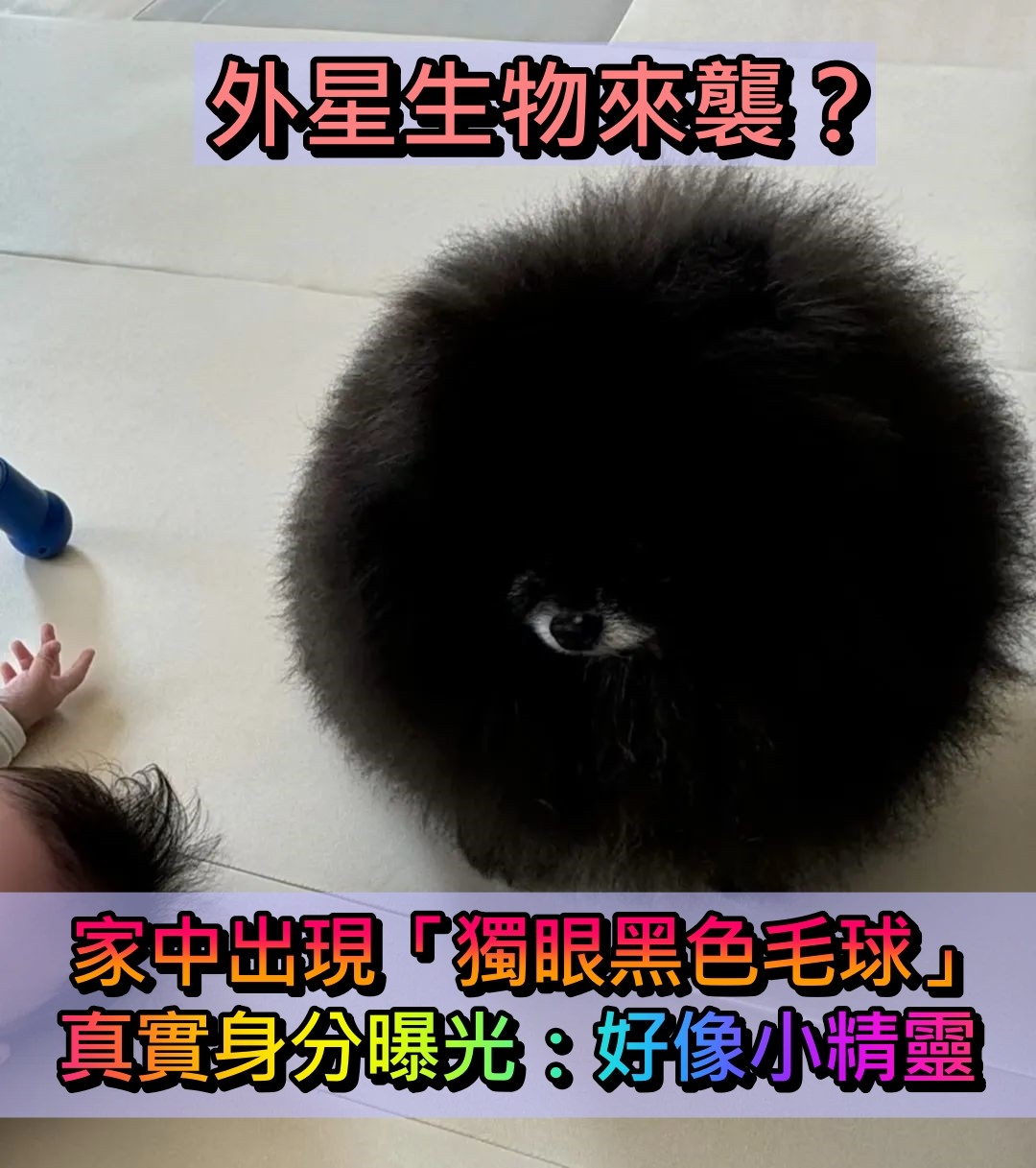 煤炭精靈現實版!她在家中飼養「獨眼黑色毛球」 眾人好奇「這是什麼生物」真實身分曝光