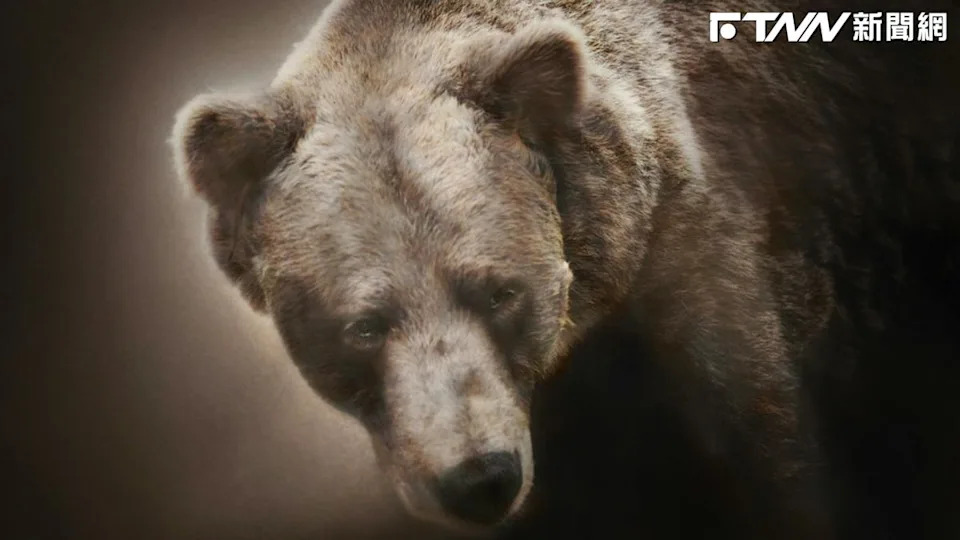 拉麵店遇熊襲!員工勇猛「把熊當玩具摔」直接打回去 「嚴重傷勢曝光」竟繼續工作