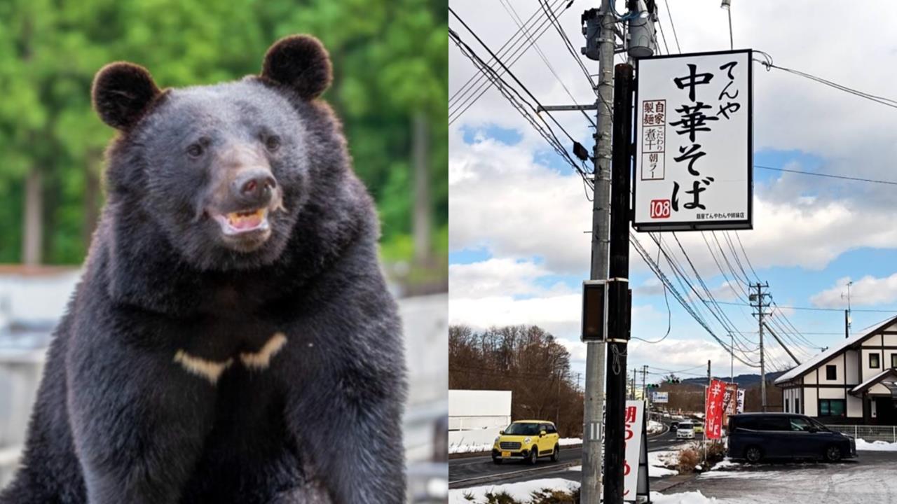 拉麵店遇熊襲!員工勇猛「把熊當玩具摔」直接打回去 「嚴重傷勢曝光」竟繼續工作