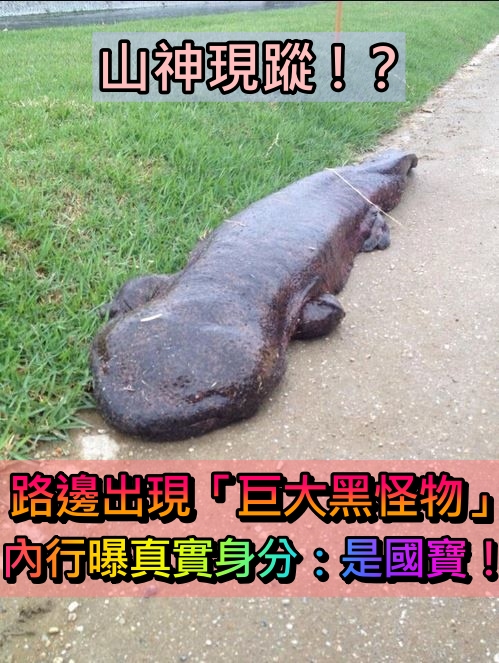 山神出現了？男子散步驚見「路邊出現巨大黑怪物」　報警後「警察到場也沒輒」結局太扯