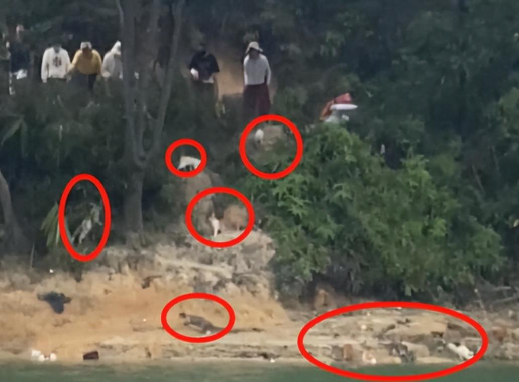 根本假慈悲！佛教團「水庫放生貓咪」還放大悲咒　動機曝光「300多隻溺水死」