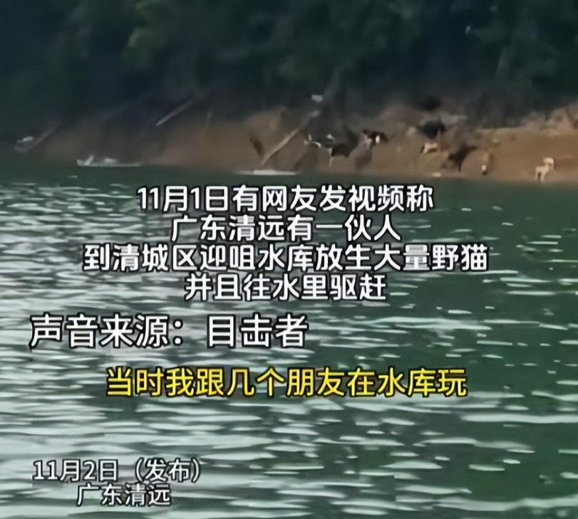 根本假慈悲！佛教團「水庫放生貓咪」還放大悲咒　動機曝光「300多隻溺水死」