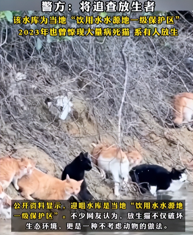 根本假慈悲！佛教團「水庫放生貓咪」還放大悲咒　動機曝光「300多隻溺水死」