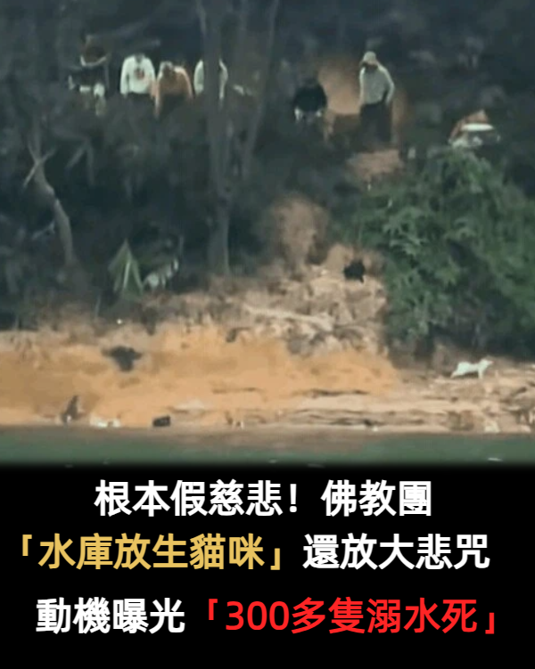 根本假慈悲！佛教團「水庫放生貓咪」還放大悲咒　動機曝光「300多隻溺水死」