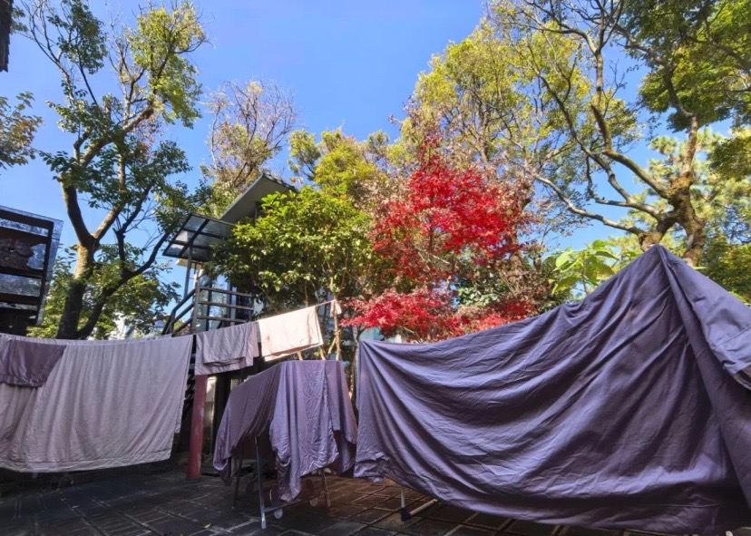 結束20年婚姻!50歲大咖歌后「獨自住在深山」養貓相伴 「親自下田種菜」氣色變超多:終於活成自己