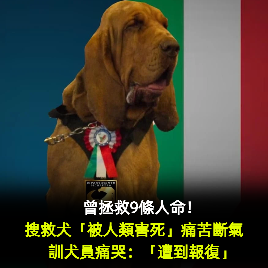 英雄嗅探犬誤食「塞滿釘子香腸」身亡！懷疑遭「有心人士報復」警方嚴厲譴責