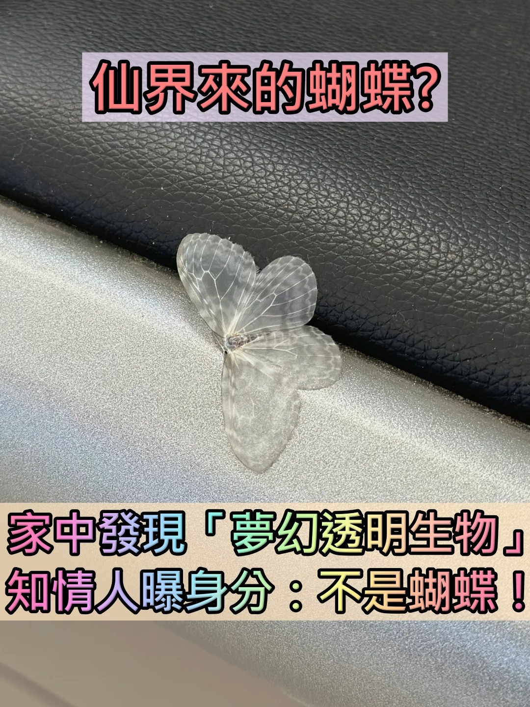仙界來的蝴蝶?角落發現「夢幻透明生物」顏值美翻 他納悶 「這是什麼」真實身分曝光