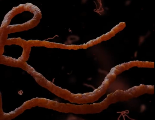 爆發疫情「至少9人確診」!專家示警「最具致命病原體」:目前無疫苗可治