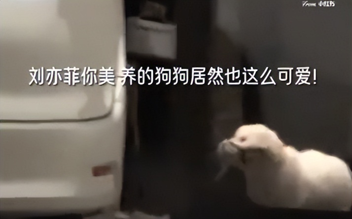 手拿40萬名牌包！資深女星「私下遛狗被巧遇」　一轉身「素顏完美狀態」網驚嘆：以為是少女