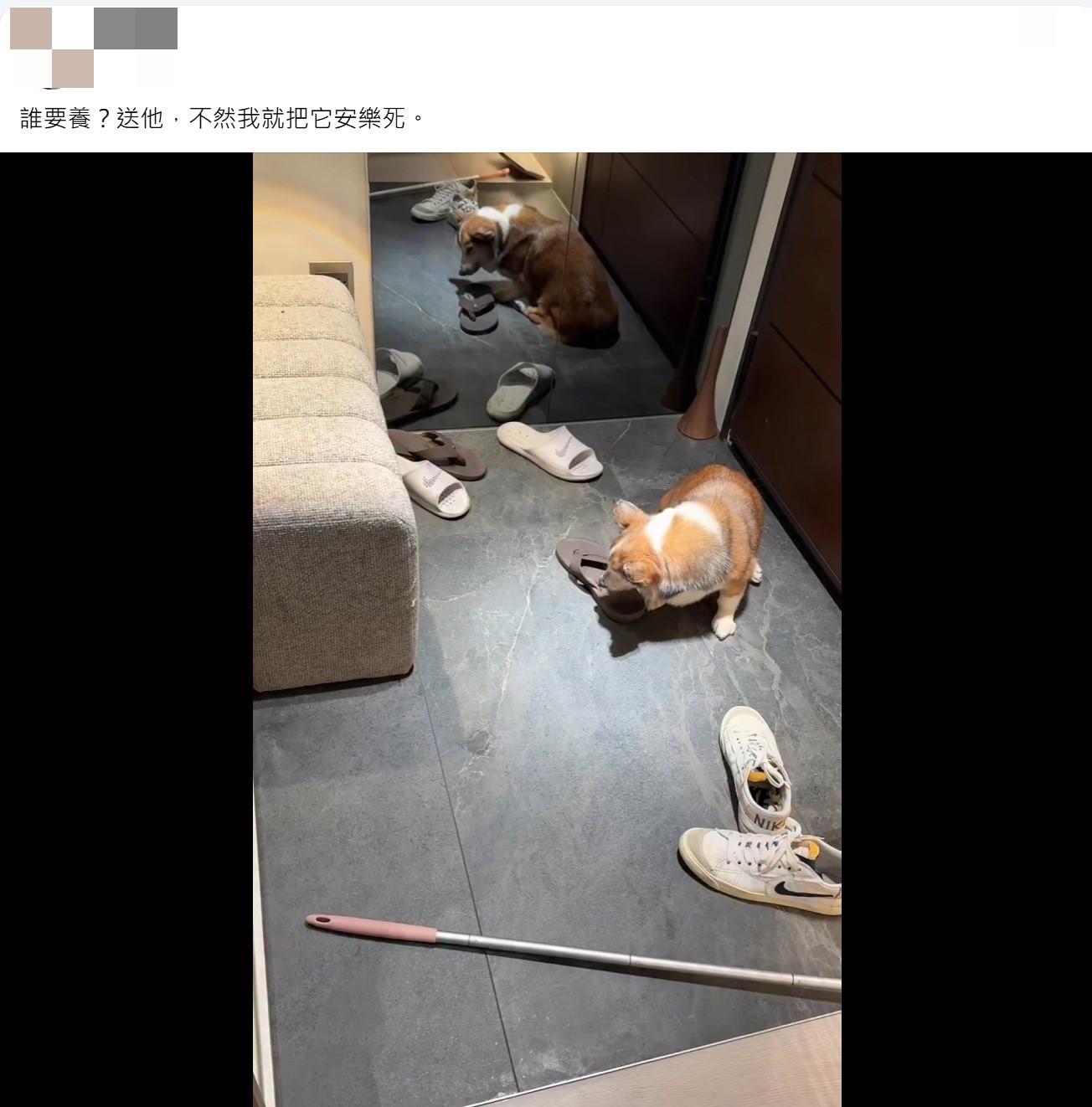 知名手搖店爆虐狗！15歲失智柯基「被老闆痛打」：把妳安樂死　網友氣炸「議員出手了」