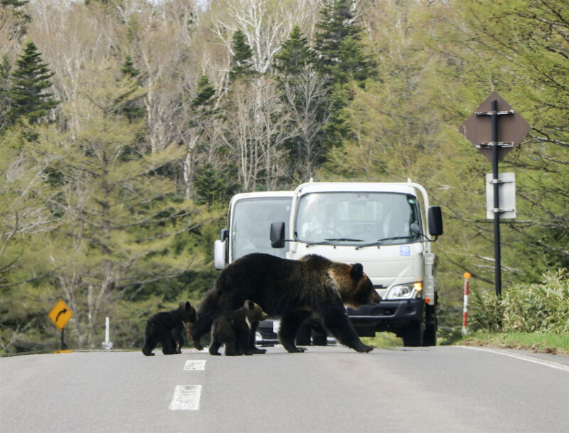首度曝光!北海道棕熊攻擊「受害者手錶GPS軌跡」 停止一晚後「突然詭異拖行」震驚當地人