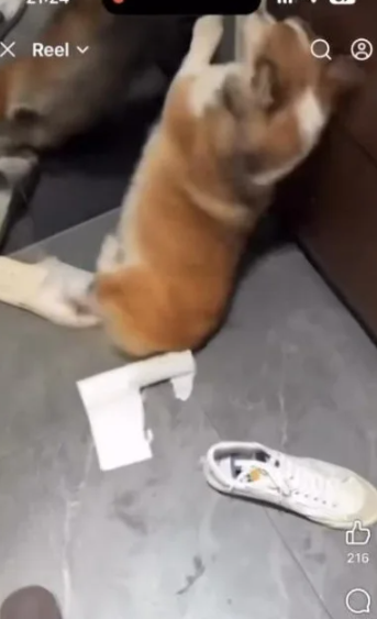 15歲失智柯基遭痛打!手搖店老闆爆「配偶竟是醫生」 網怒公審「他深夜緊急聲明」