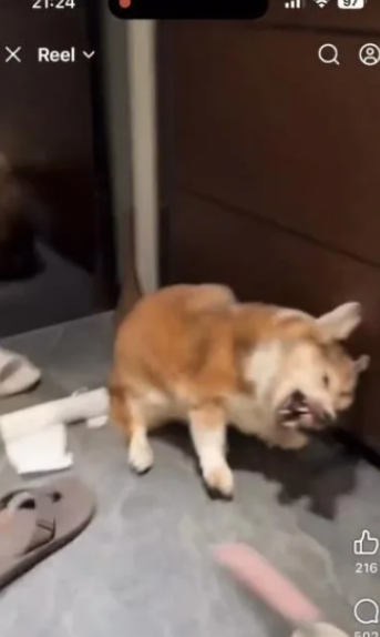 15歲失智柯基遭痛打!手搖店老闆爆「配偶竟是醫生」 網怒公審「他深夜緊急聲明」