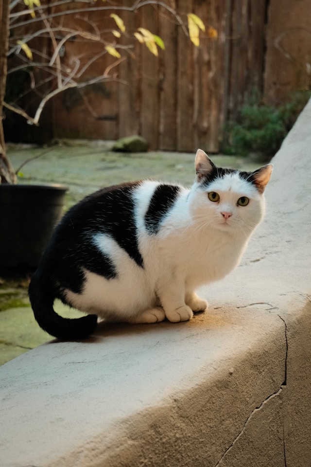 不只新生兒!2026年養貓戶「要強制報戶口」 這天前沒登記「最高恐罰1萬5」...