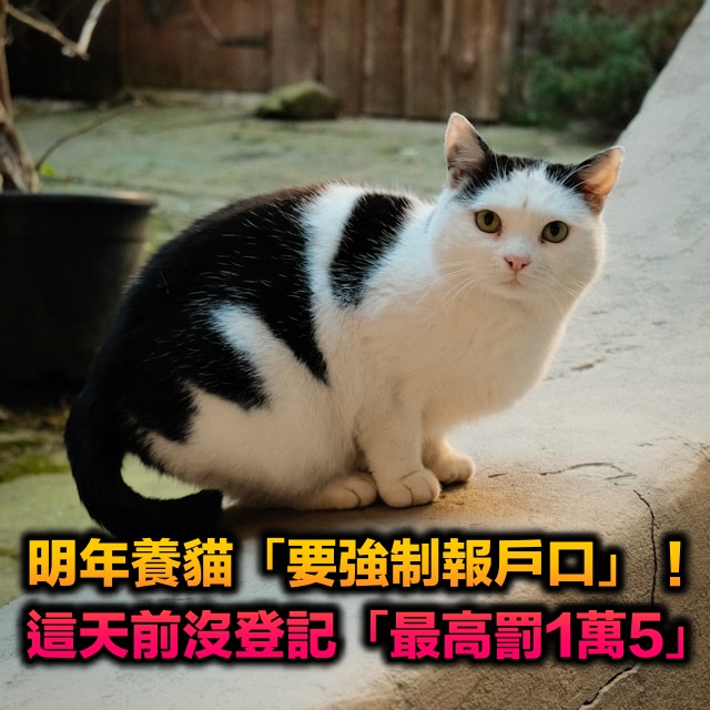 不只新生兒!2026年養貓戶「要強制報戶口」 這天前沒登記「最高恐罰1萬5」...