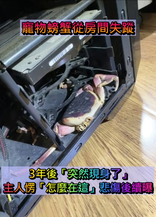 寵物螃蟹「突然從房間失蹤」怎麼找都找不到　3年後「突然現身了」主人傻住：怎麼在這