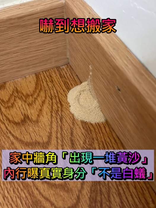 到底是什麼？家中牆角「莫名出現一堆黃沙」 　內行人曝真實身分「不是白蟻」