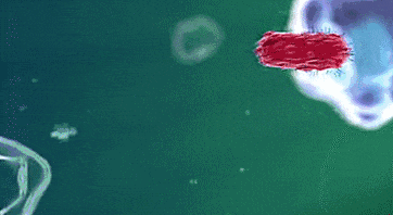 世界衛生組織公告！6種食物「被證實促癌」　很多人每天都在吃「尤其第2樣」老人家超愛