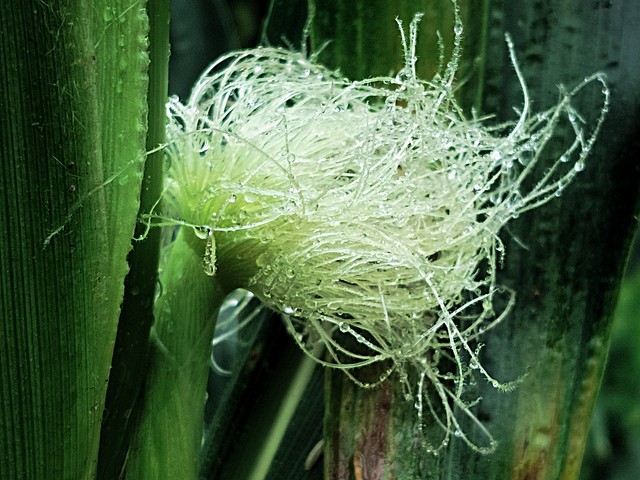 玉米是高尿酸死對頭?醫生提醒:想控制尿酸「冬天多吃4蔬菜」