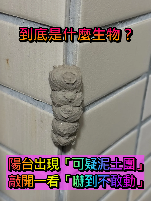 家裡陽台上出現「可疑泥土團」垂直排一條　她敲開後「露出一截綠色物體」近看嚇到不敢動