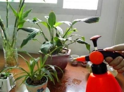 2026丙午馬年到！命理師公布「居家招財2撇步」　家中「最佳財位在這」放9朵花：馬年大發財