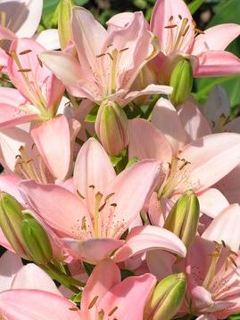 2026丙午馬年到！命理師公布「居家招財2撇步」　家中「最佳財位在這」放9朵花：馬年大發財