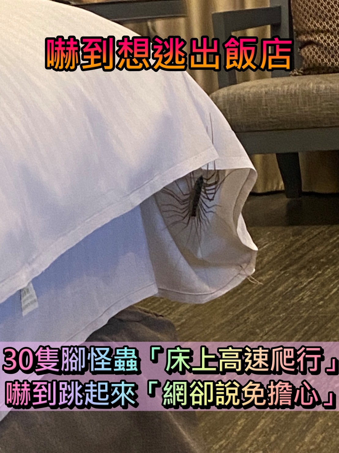 有怪物！飯店驚見「30隻腳怪蟲」高速爬行　小情侶嚇到「從床上跳起來」網笑：免擔心啦