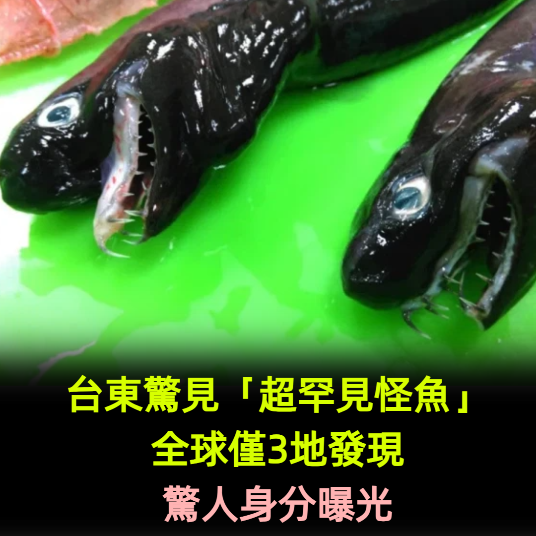 全世界僅3地有!台東驚見怪魚「詭異藍眼全身黑」 PO網瞬間爆紅「外國人搶著看」:超像電影英雄