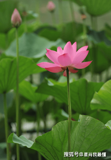 財神爺點名啦！2026年上半年「吉星照耀4生肖」：事業大躍進、財運翻紅