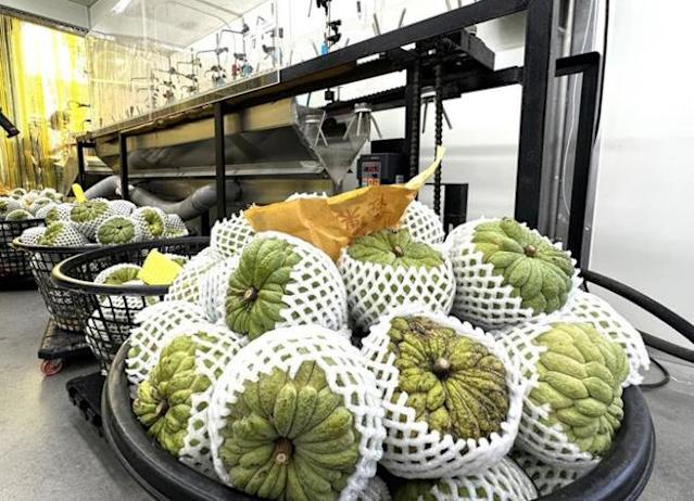 中國增加關稅!台灣1水果「出口雪崩下跌」重創農民 政府急了:國人快買