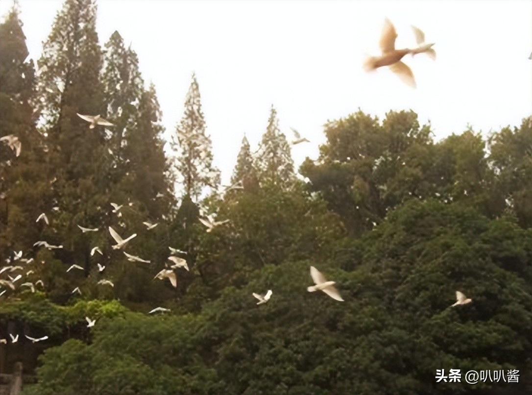 被譽為明日之星!當紅男星「頂樓踱步3小時」墜樓亡 「只留17字遺言」卻救活無數人...