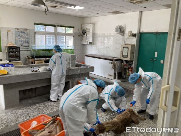 宜蘭親子農場毒殺!可愛動物死一片「遭空拍機投毒」 店家痛哭「兇手是同業」:不可饒恕