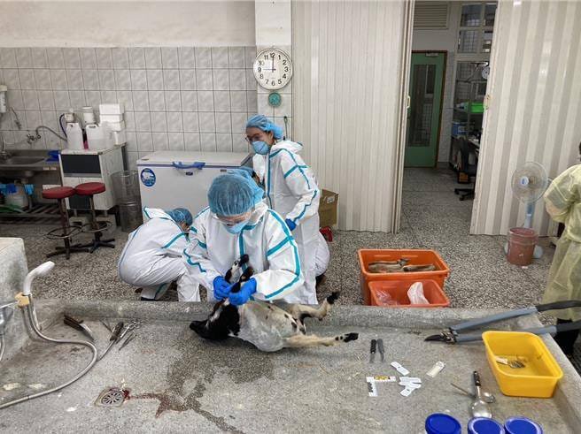 宜蘭親子農場毒殺!可愛動物死一片「遭空拍機投毒」 店家痛哭「兇手是同業」:不可饒恕