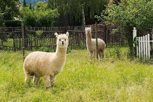 宜蘭親子農場毒殺!可愛動物死一片「遭空拍機投毒」 店家痛哭「兇手是同業」:不可饒恕