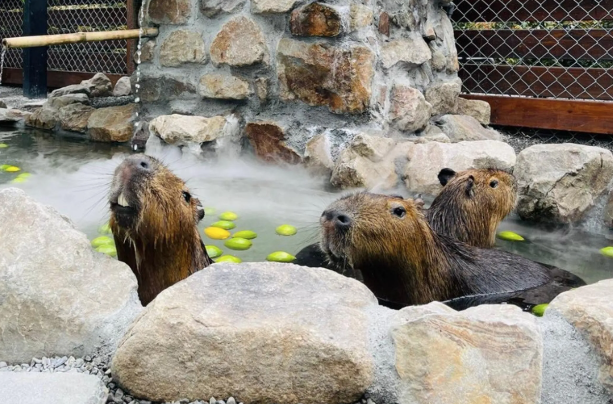 毒殺同業農場動物!張美阿嬤兒子「巨嬰黑歷史曝光」 靠1招「連錢莊都遭勒索」