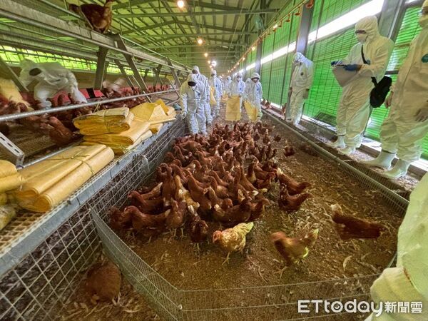 台中農場隱匿疫情!爆禽流感繼續賣「雞蛋流向曝光」 盧秀燕不忍了「重手出擊」