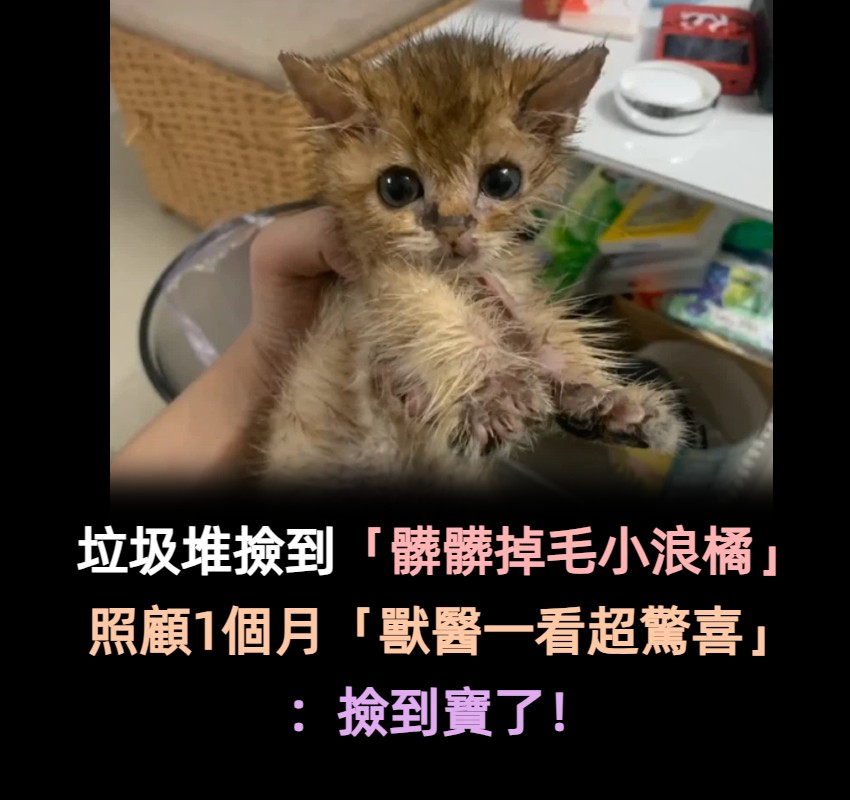 垃圾堆撿到「醜髒掉毛小浪橘」！好心照顧1個月...獸醫驚喜曝「撿到寶了」：身價不凡啊～