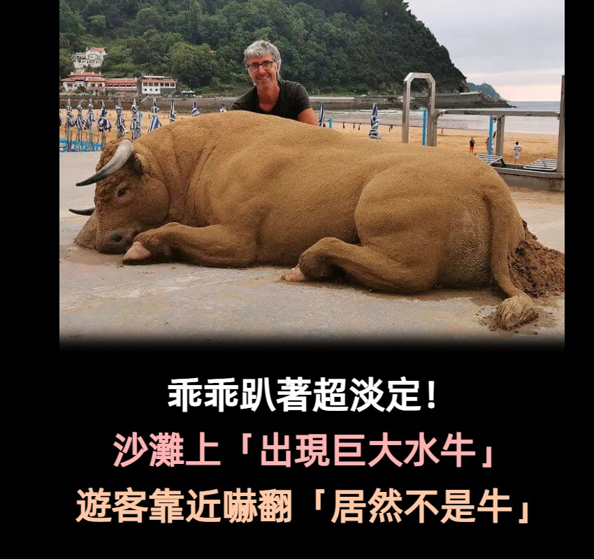 乖乖趴著超淡定!沙灘上「出現巨大水牛」遊客嚇傻 再走近一看「民眾嗨翻搶合照」爆紅全網:太珍貴了