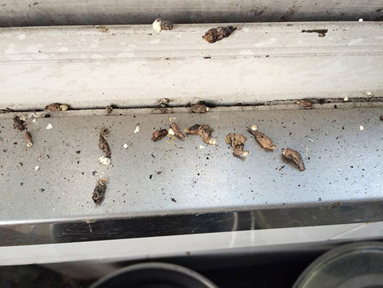 最新/台北市首例「漢他病毒死亡」!70歲翁染病8天亡 醫警告「大掃除務必做2事」