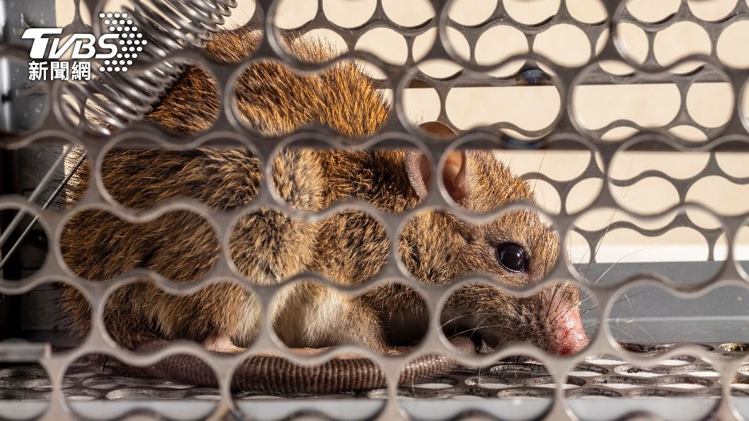 最新/台北市首例「漢他病毒死亡」!70歲翁染病8天亡 醫警告「大掃除務必做2事」