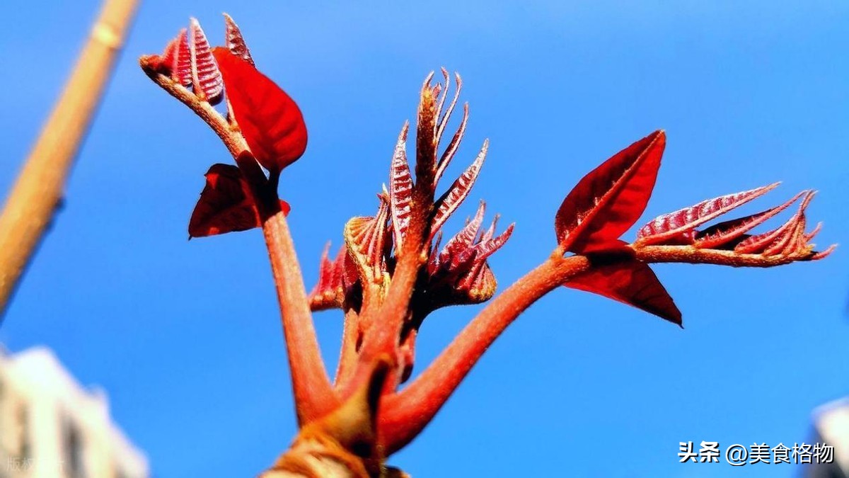 立春到！務必記得「快吃這4物」把福氣迎進門