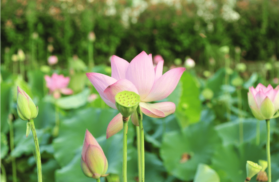 2026年立春後！3生肖「吉星庇護」準備翻身　尤其一生肖「偏財運超旺」有望一夜暴富