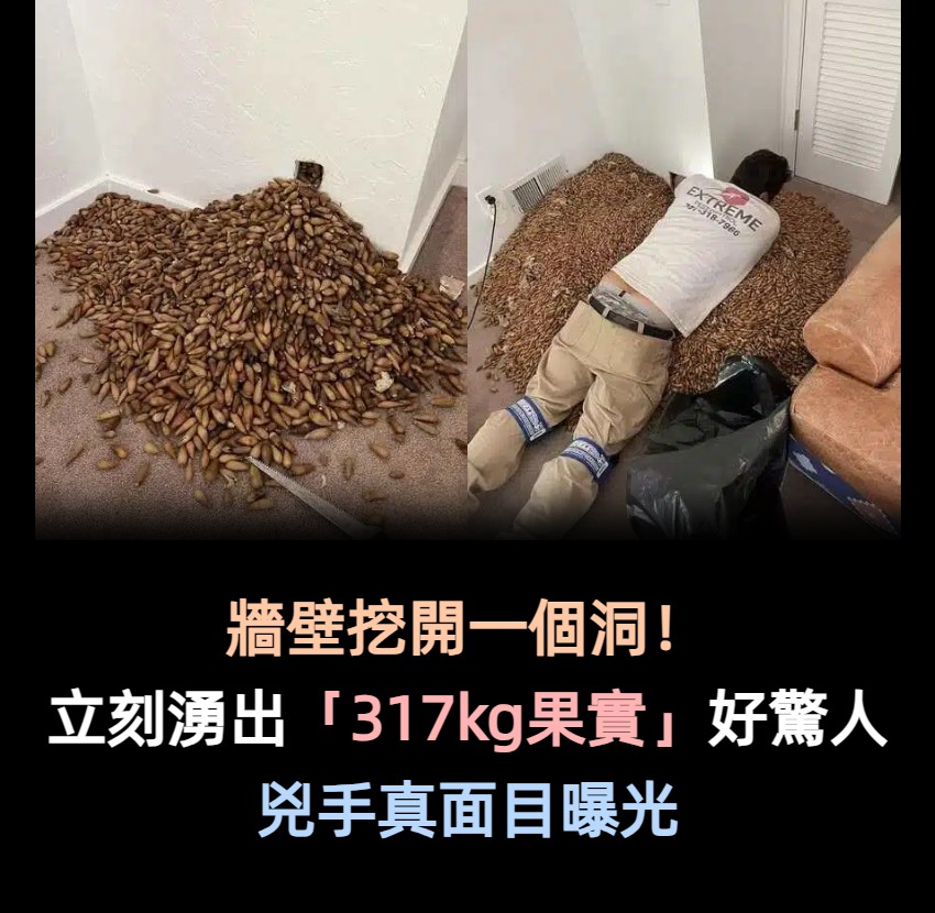 牆壁挖開一個小洞...下秒「湧出317kg神秘果實」淹沒地面　網驚呆：是牠的傑作！