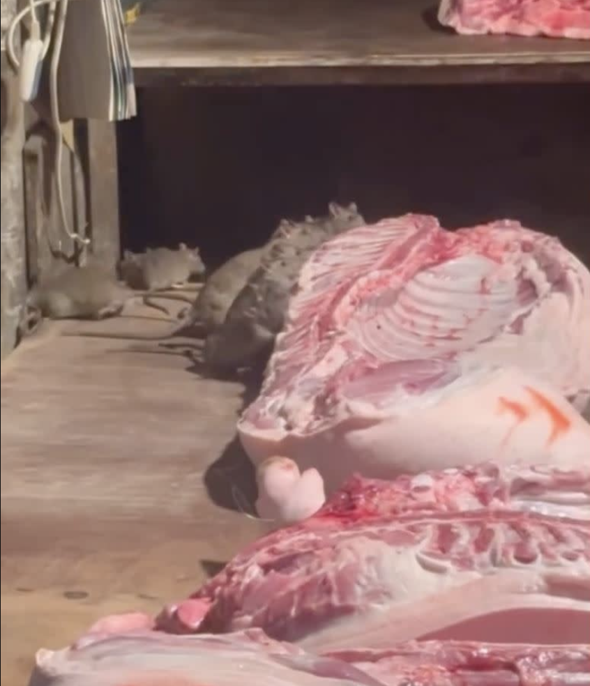漢他病毒才爆發！市場豬肉攤「驚見10鼠吃尾牙」　老闆事後「1動作被罵翻」衛生局要查了