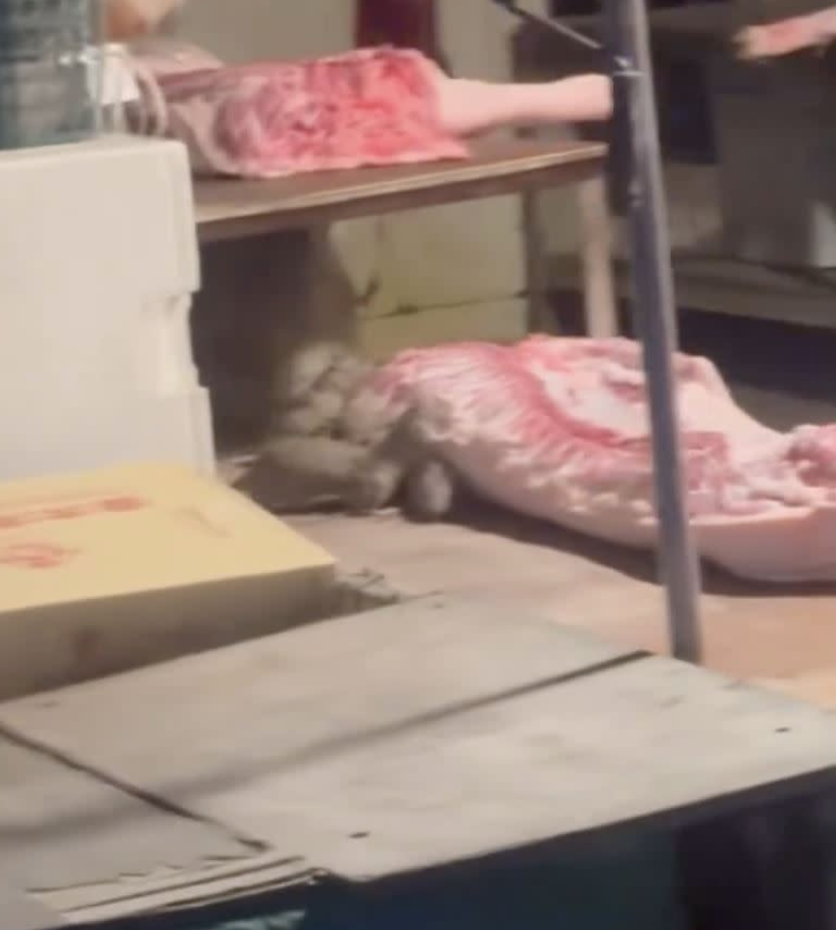 漢他病毒才爆發！市場豬肉攤「驚見10鼠吃尾牙」　老闆事後「1動作被罵翻」衛生局要查了