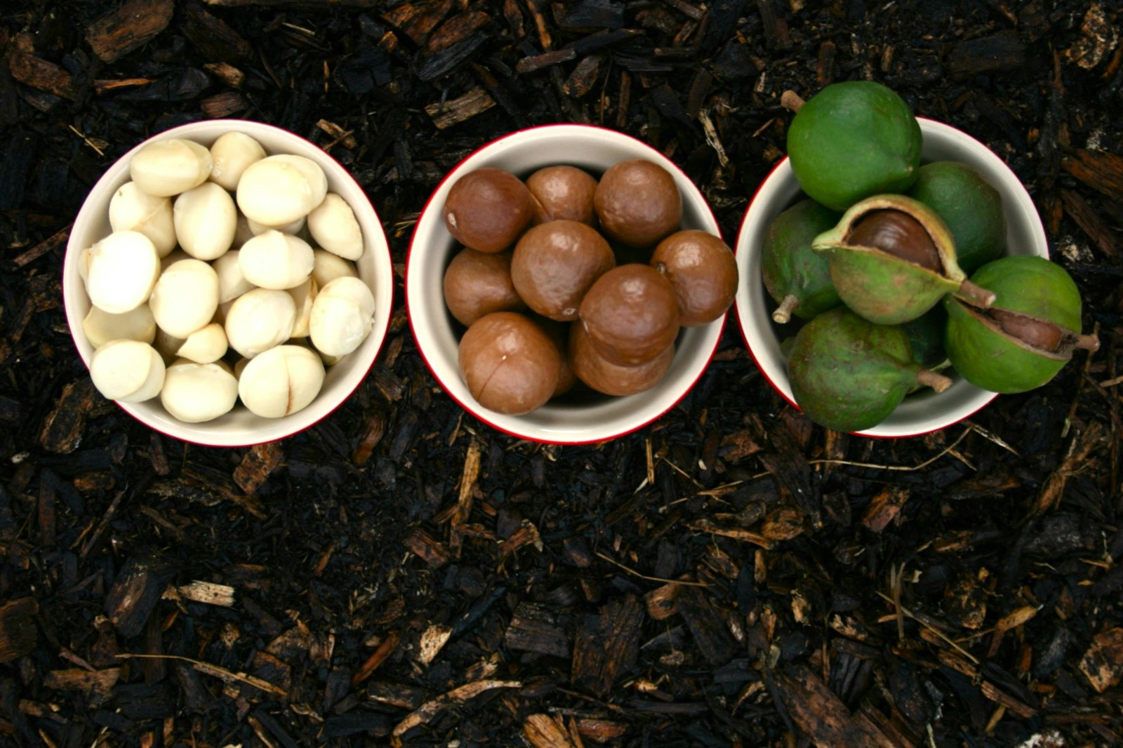 注意！醫師示警「這4種堅果」恐是膽息肉元凶：再愛吃也不行