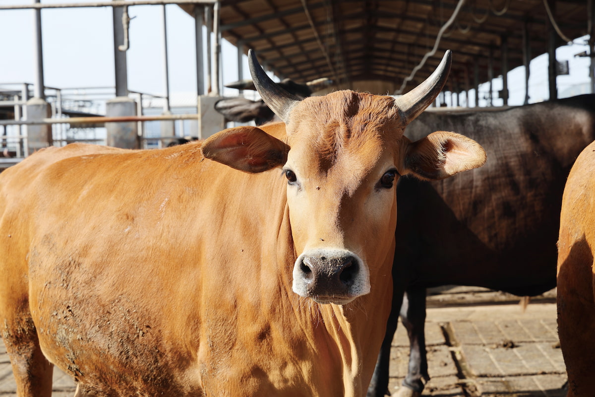明天小年夜!命理師曝「5大生肖」財運炸裂 刮刮樂「4數字」是發財密碼