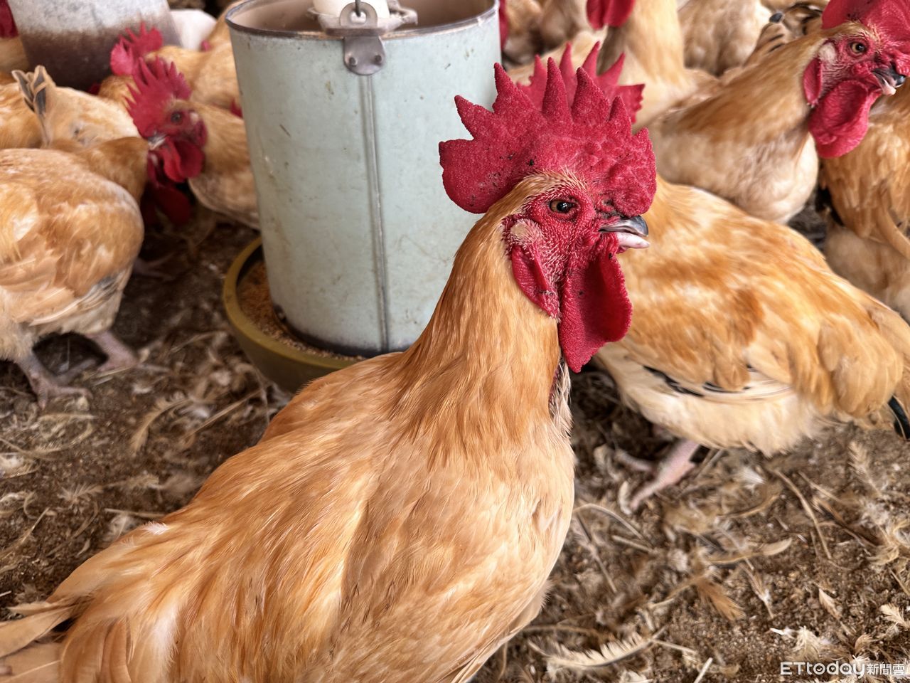 明開工日財運爆棚！命理師點「5生肖旺60天」