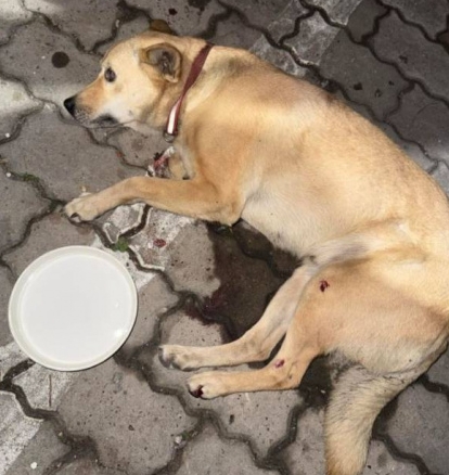 重傷肝爆裂!雲林大黃狗「被他從5樓丟下」 兇手抓到了「這原因下毒手」