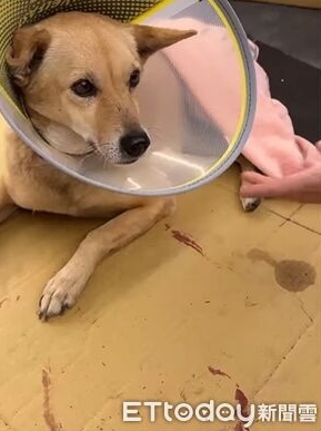 重傷肝爆裂!雲林大黃狗「被他從5樓丟下」 兇手抓到了「這原因下毒手」